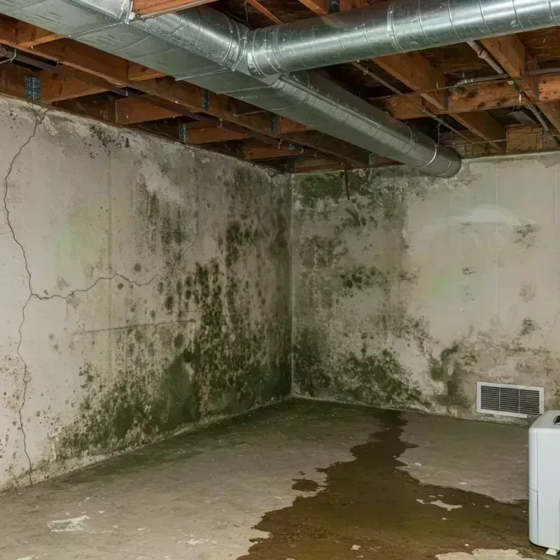 Professional Mold Removal in Perry County, MO